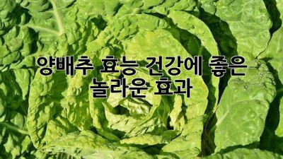 양배추 효능: 건강에 좋은 놀라운 효과